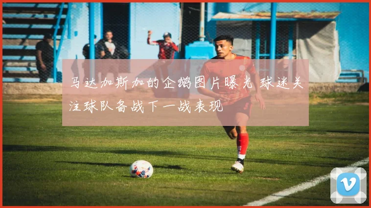马达加斯加的企鹅图片曝光 球迷关注球队备战下一战表现