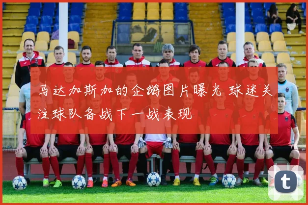 马达加斯加的企鹅图片曝光 球迷关注球队备战下一战表现